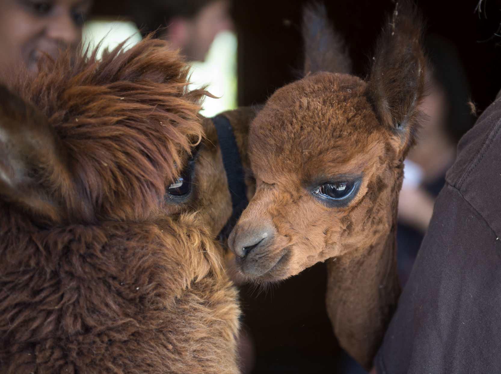 Shearing Alpacas